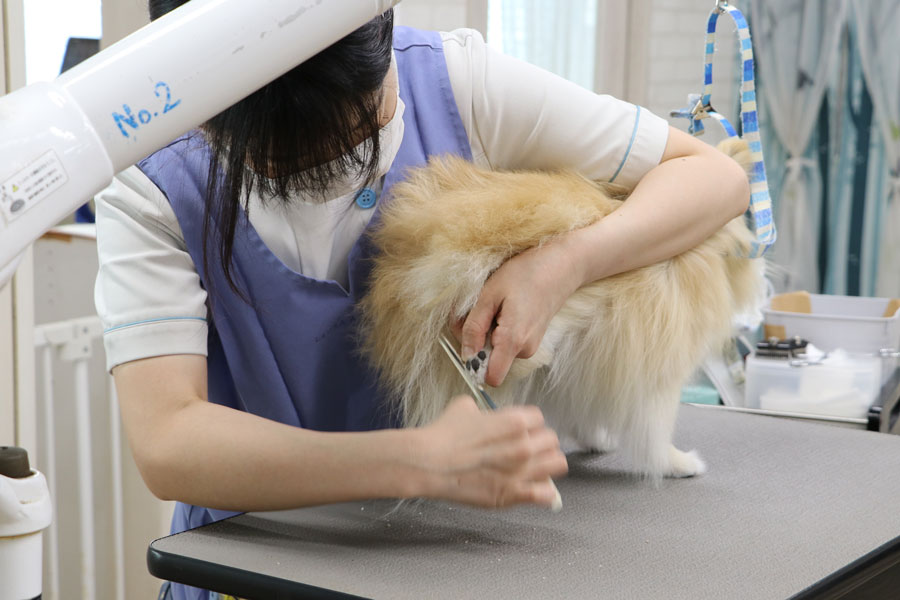 爪切り中のわんちゃん