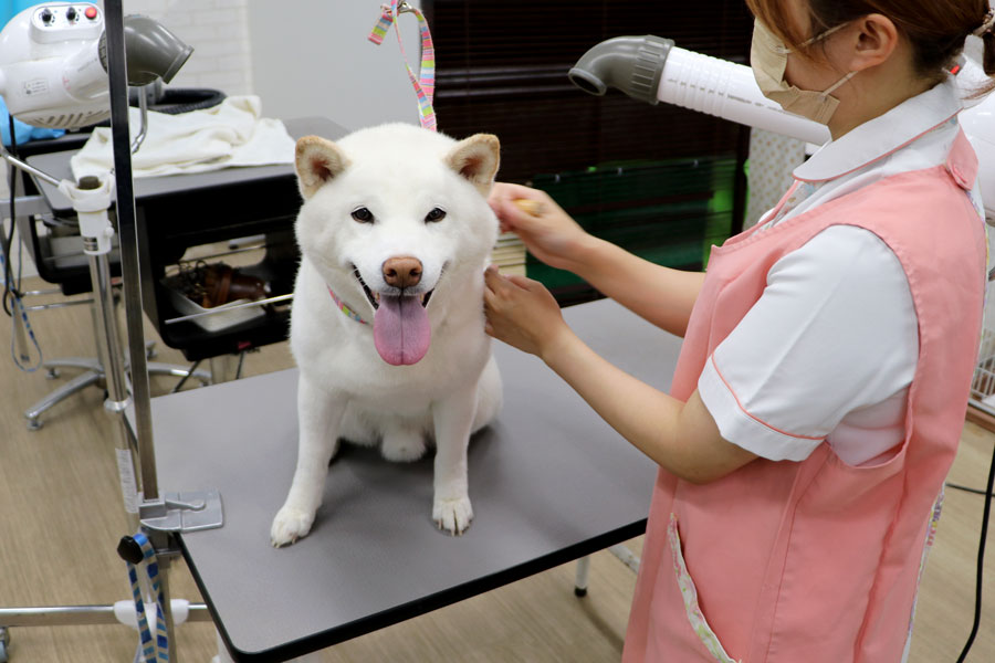 ケア中のわんちゃん